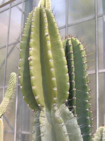 cereus_lamprospermus_ssp._colosseus